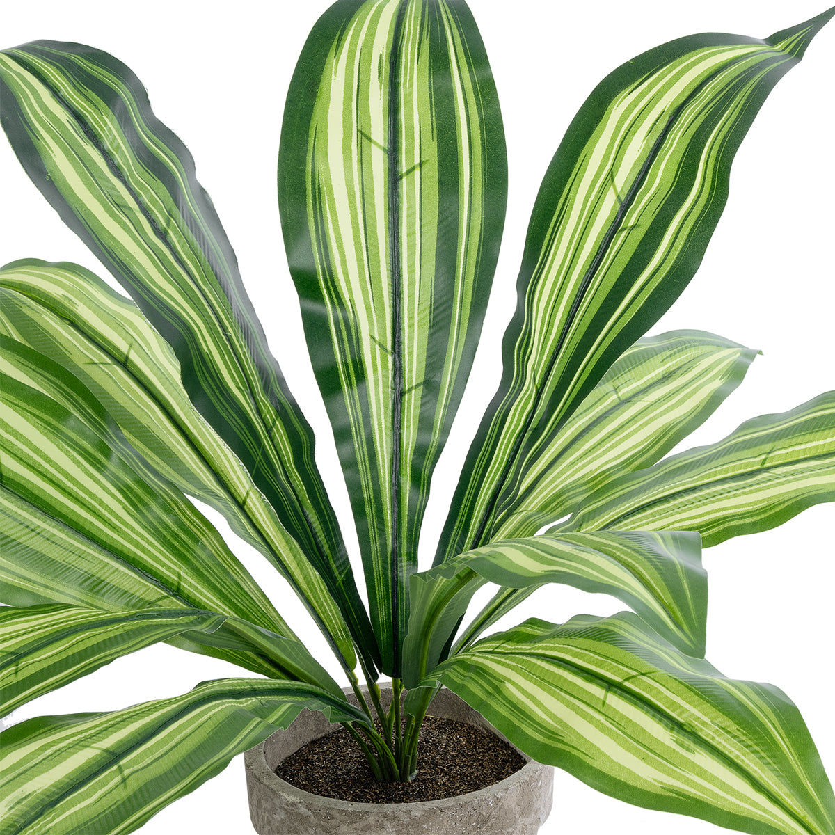 DRACAENA POTTED PLANT 20907 Διακοσμητικό Φυτό Δράκενα Φ40 x Υ33cm