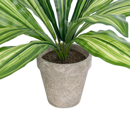 DRACAENA POTTED PLANT 20907 Διακοσμητικό Φυτό Δράκενα Φ40 x Υ33cm