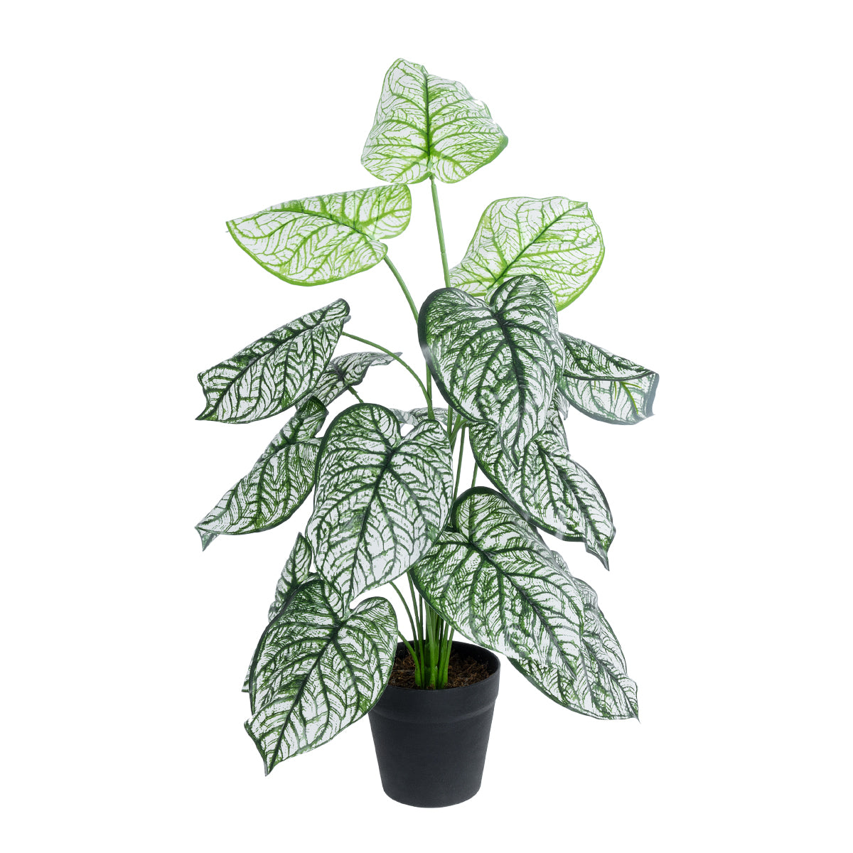 CALADIUM 20908 Διακοσμητικό Φυτό Καλάδια Υ75cm