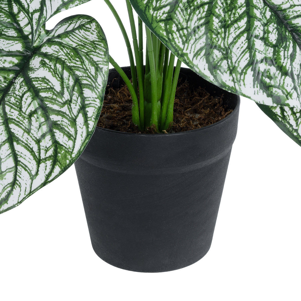 CALADIUM 20908 Διακοσμητικό Φυτό Καλάδια Υ75cm