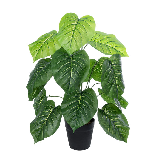 PHILODENDRON PLANT 20910 Διακοσμητικό Φυτό Φυλλόδεντρο Φ70 x Υ75cm