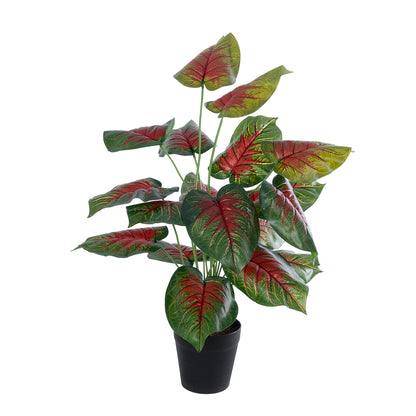 CALADIUM MIX 20911 Διακοσμητικό Φυτό Καλάντιουμ Υ75cm