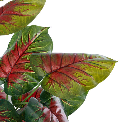 CALADIUM MIX 20911 Διακοσμητικό Φυτό Καλάντιουμ Υ75cm