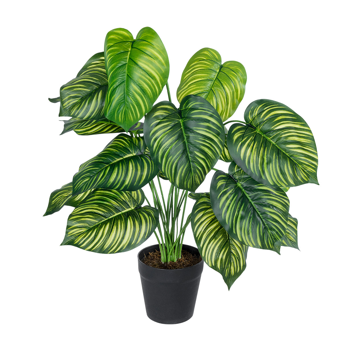 CALATHEA PLANT 20912 Διακοσμητικό Φυτό Καλαθέα Φ55 x Υ75cm