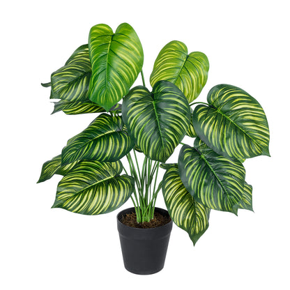 CALATHEA PLANT 20912 Διακοσμητικό Φυτό Καλαθέα Φ55 x Υ75cm