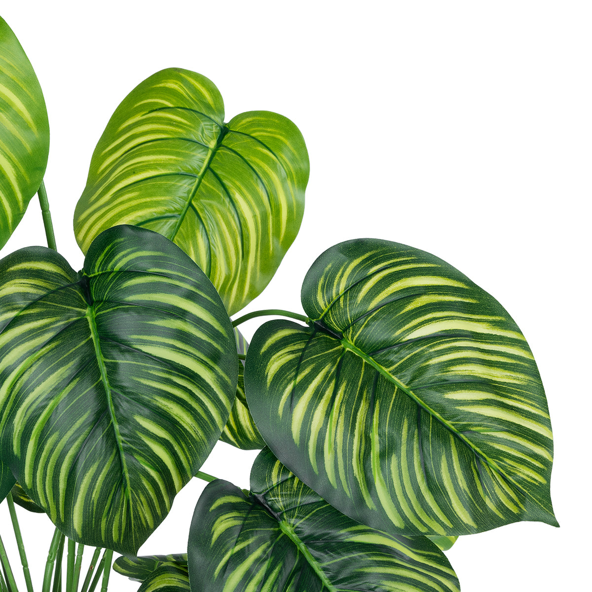 CALATHEA PLANT 20912 Διακοσμητικό Φυτό Καλαθέα Φ55 x Υ75cm