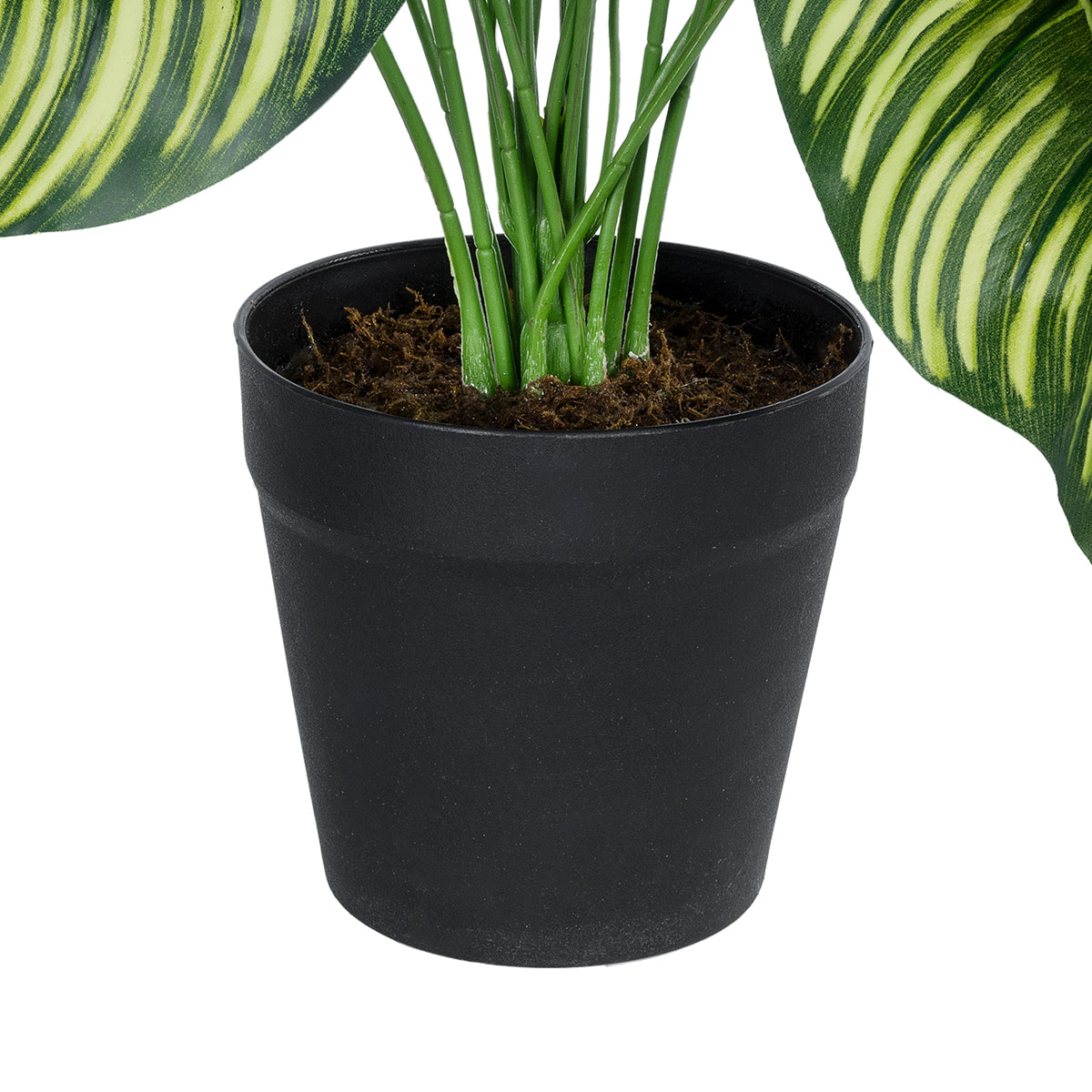 CALATHEA PLANT 20912 Διακοσμητικό Φυτό Καλαθέα Φ55 x Υ75cm