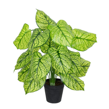 CALADIUM PLANT 20913 Διακοσμητικό Φυτό Καλάντιουμ Φ55 x Υ75cm