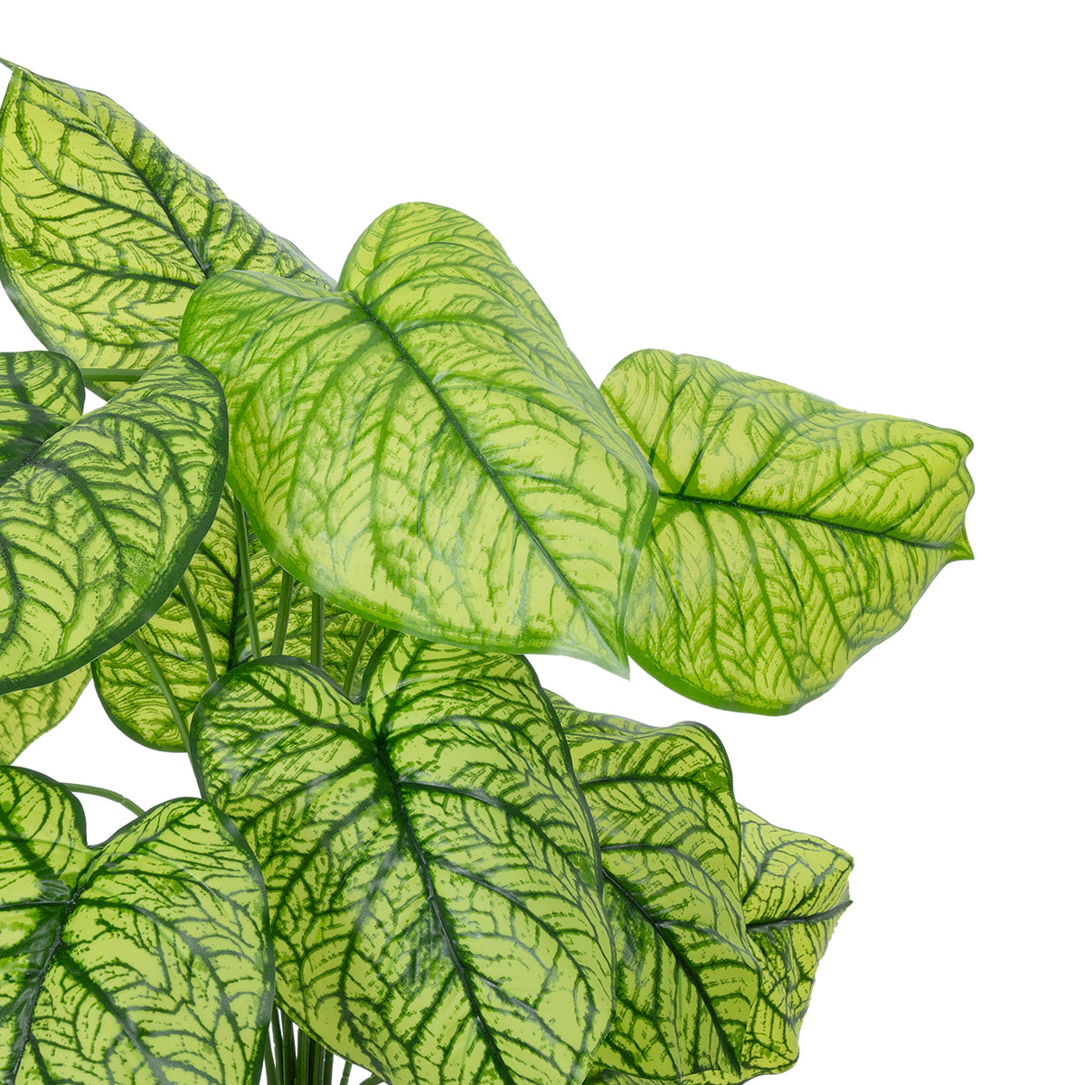 CALADIUM PLANT 20913 Διακοσμητικό Φυτό Καλάντιουμ Φ55 x Υ75cm