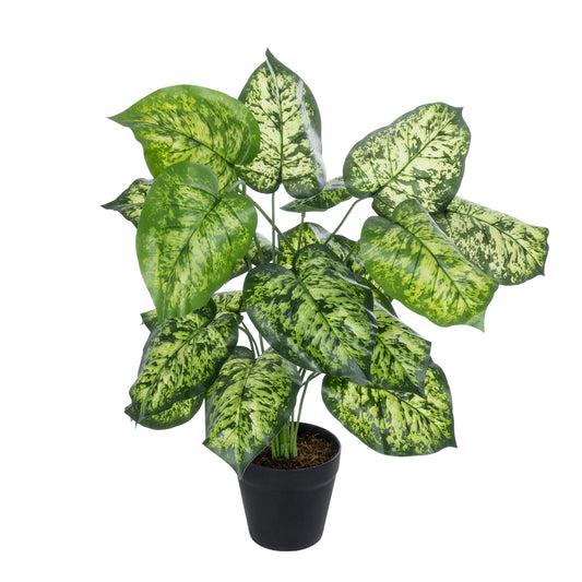 DIEFFENBACHIA PLANT 20914 Διακοσμητικό Φυτό Διφενμπάχια Φ58 x Υ75cm