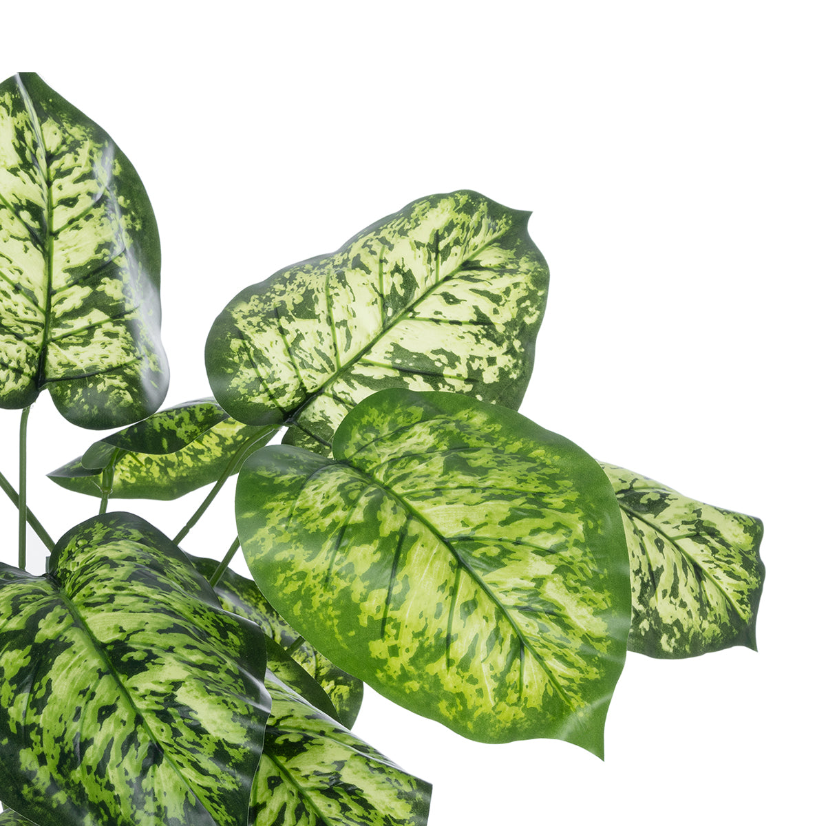 DIEFFENBACHIA PLANT 20914 Διακοσμητικό Φυτό Διφενμπάχια Φ58 x Υ75cm