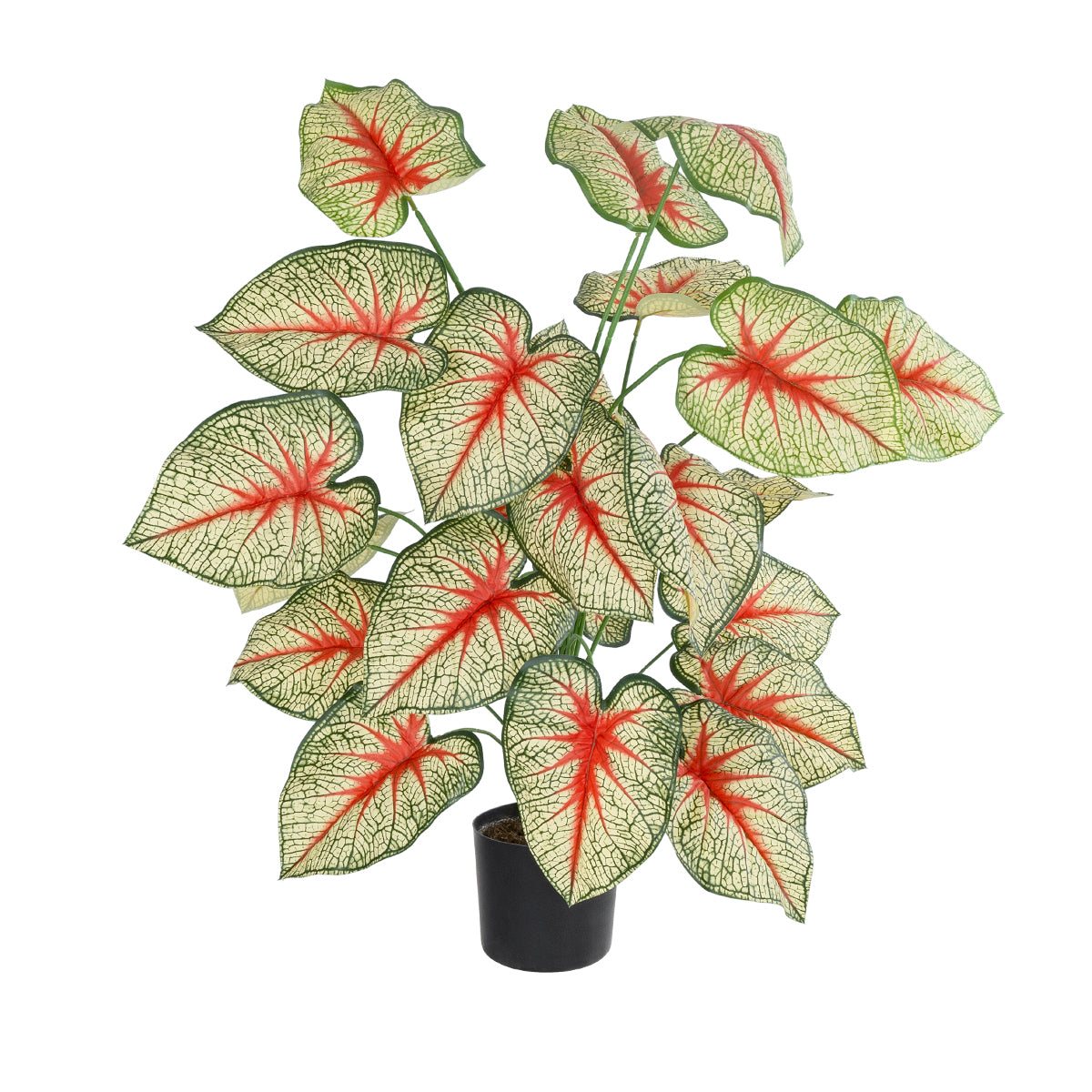 CALADIUM PLANT 20921 Διακοσμητικό Φυτό Καλάντιουμ Φ75 x Υ80cm