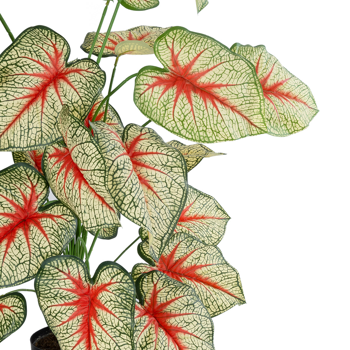 CALADIUM PLANT 20921 Διακοσμητικό Φυτό Καλάντιουμ Φ75 x Υ80cm