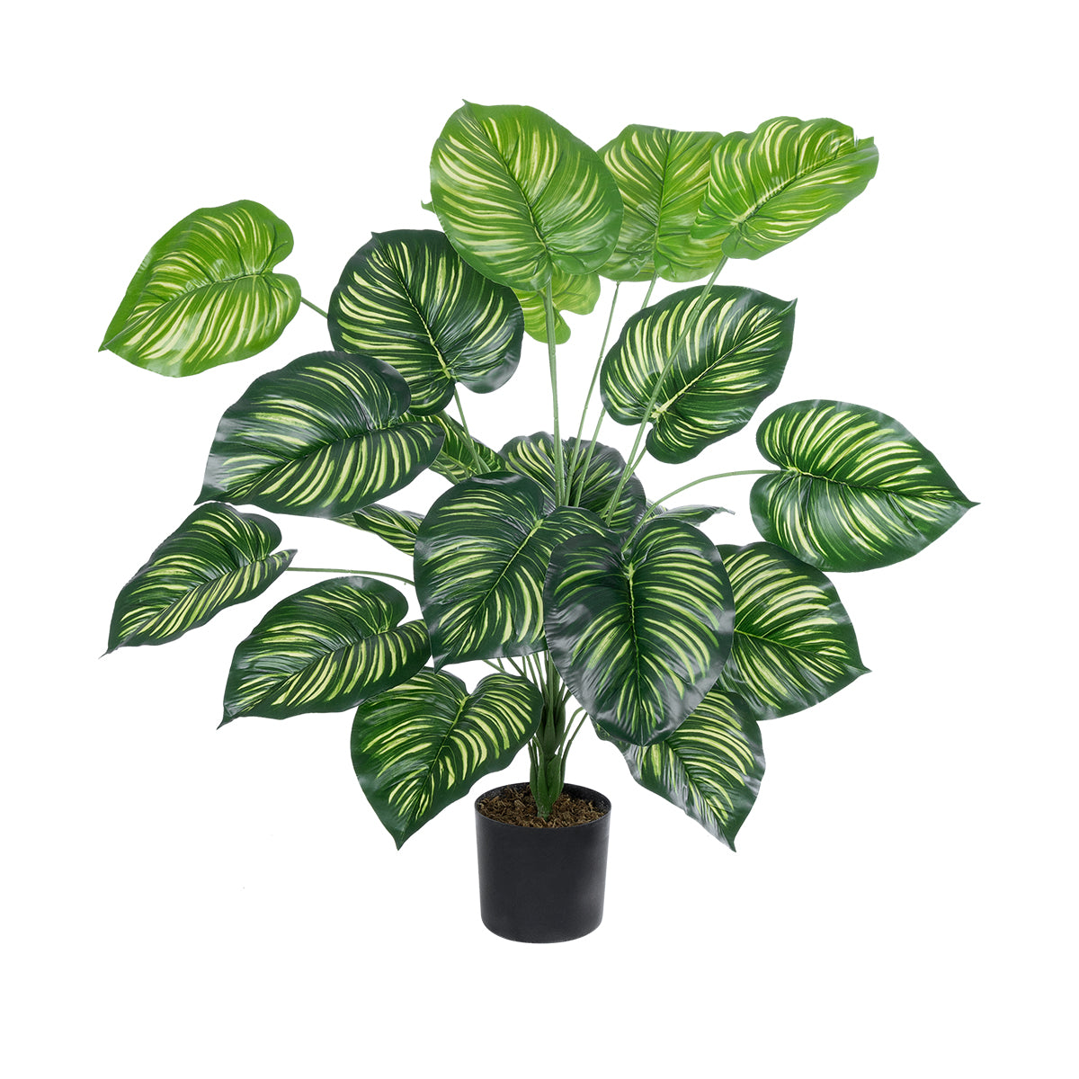 CALATHEA PLANT 20922 Διακοσμητικό Φυτό Καλαθέα Φ70 x Υ80cm