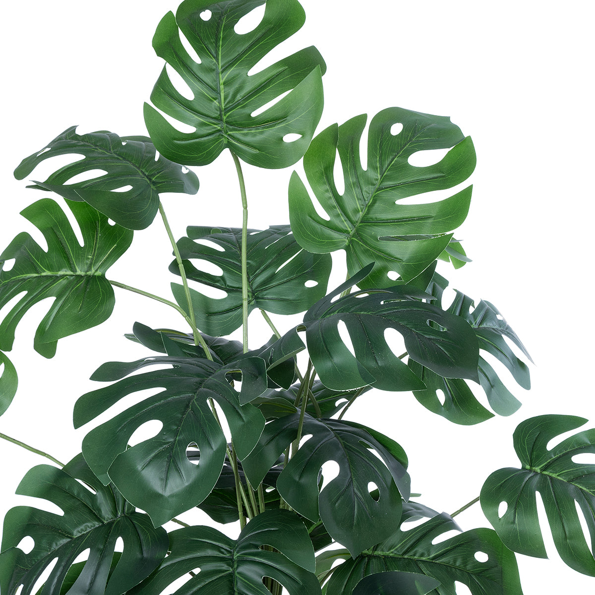 MONSTERA PLANT 20923 Διακοσμητικό Φυτό Μονστέρα Φ80 x Υ80cm