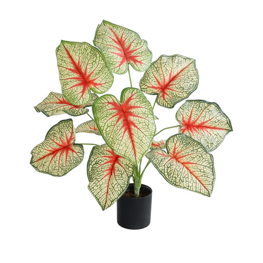 CALADIUM PLANT 20932 Διακοσμητικό Φυτό Καλάντιουμ Φ58 x Υ55cm