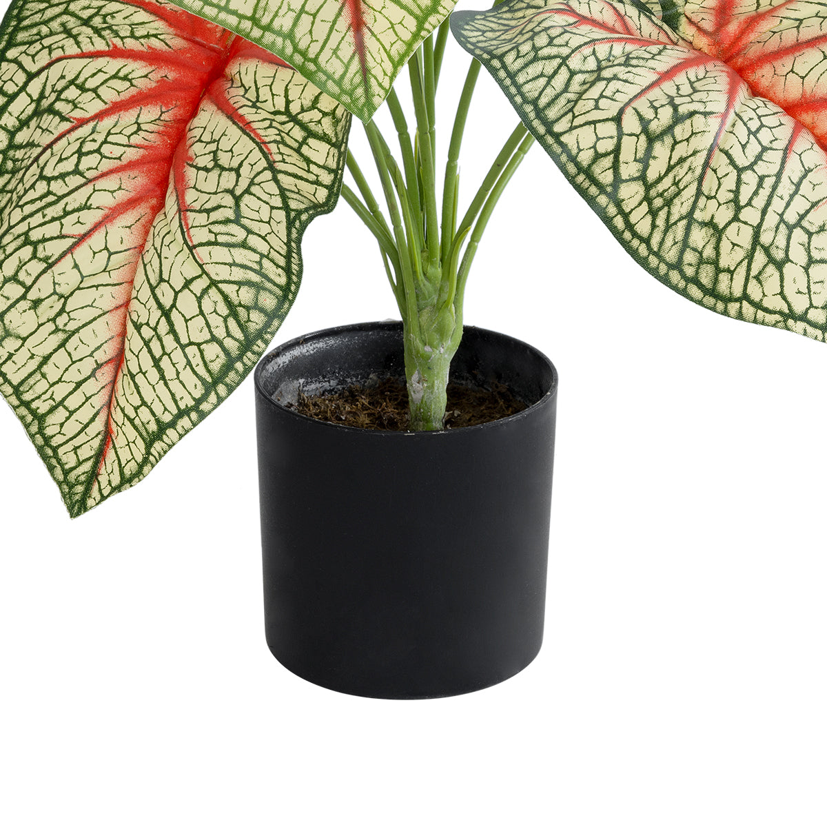 CALADIUM PLANT 20932 Διακοσμητικό Φυτό Καλάντιουμ Φ58 x Υ55cm