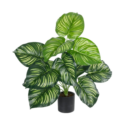 CALATHEA PLANT 20933 Διακοσμητικό Φυτό Καλαθέα Φ55 x Υ55cm