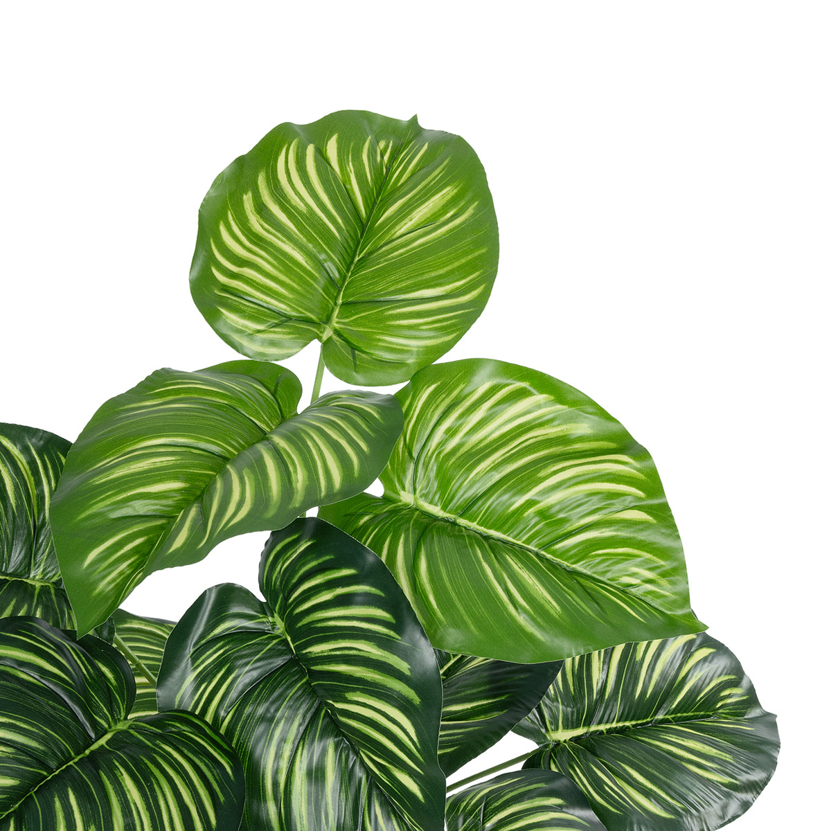 CALATHEA PLANT 20933 Διακοσμητικό Φυτό Καλαθέα Φ55 x Υ55cm