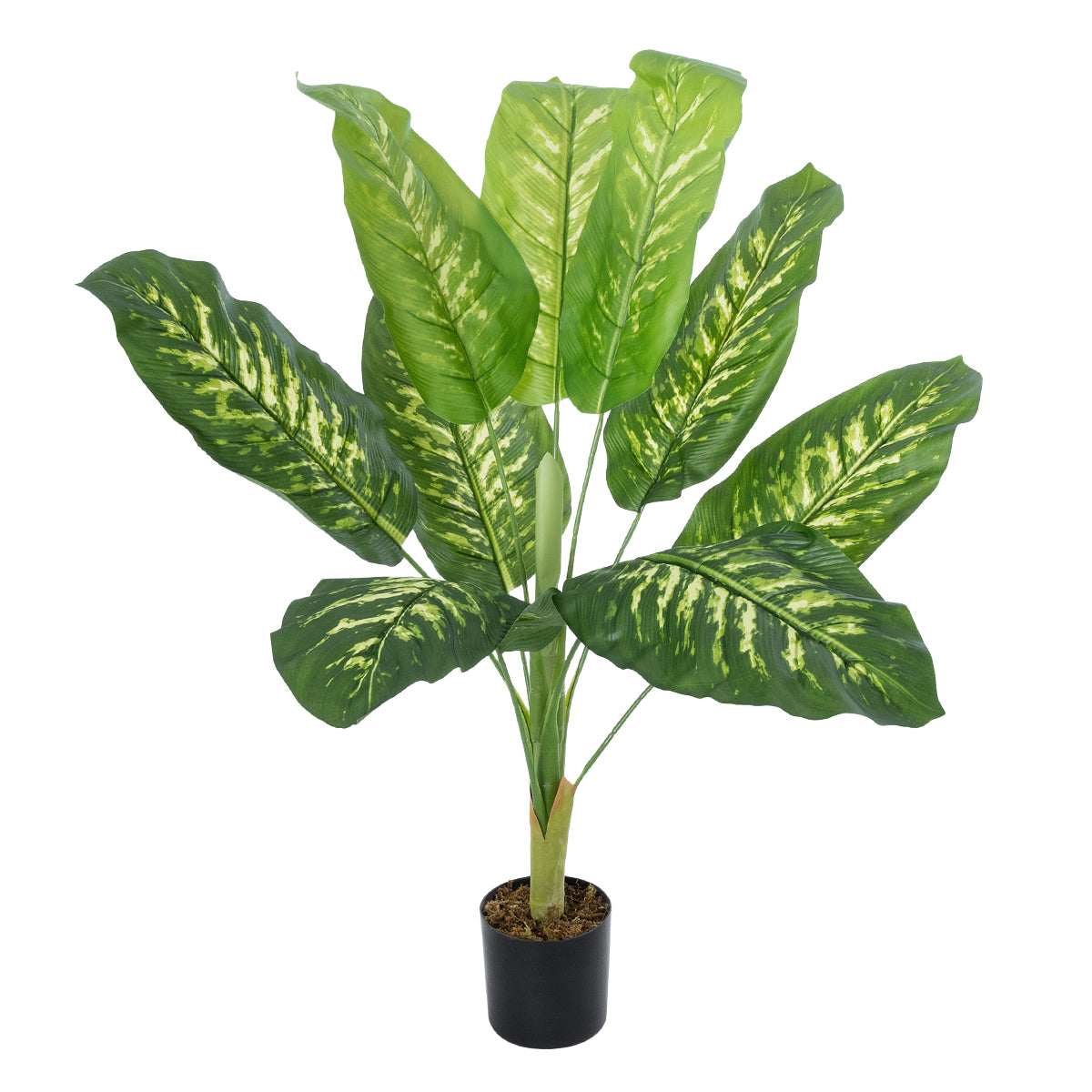 CALATHEA PLANT 20940 Διακοσμητικό Φυτό Καλαθέα Φ80 x Υ90cm