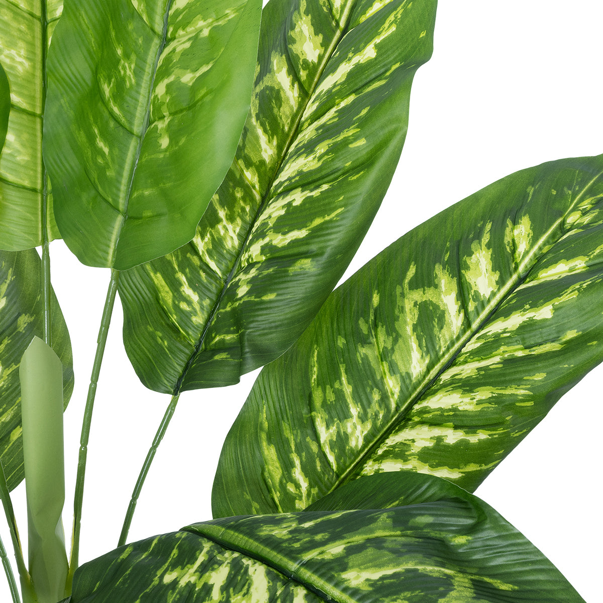 CALATHEA PLANT 20940 Διακοσμητικό Φυτό Καλαθέα Φ80 x Υ90cm