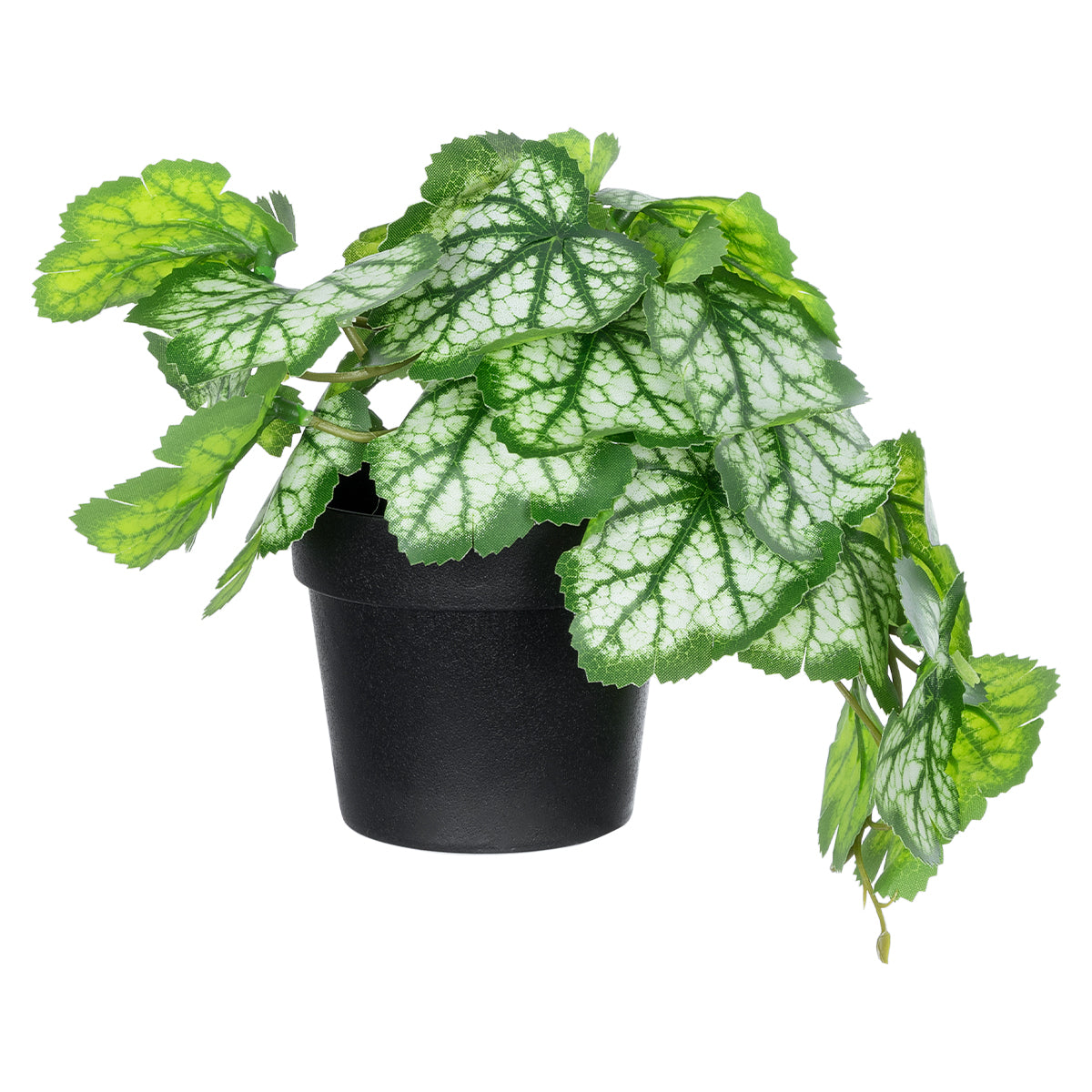 WHITE BEGONIA PLANT 20947 Διακοσμητικό Φυτό Λευκή Μπιγόνια Φ23 x Υ16cm