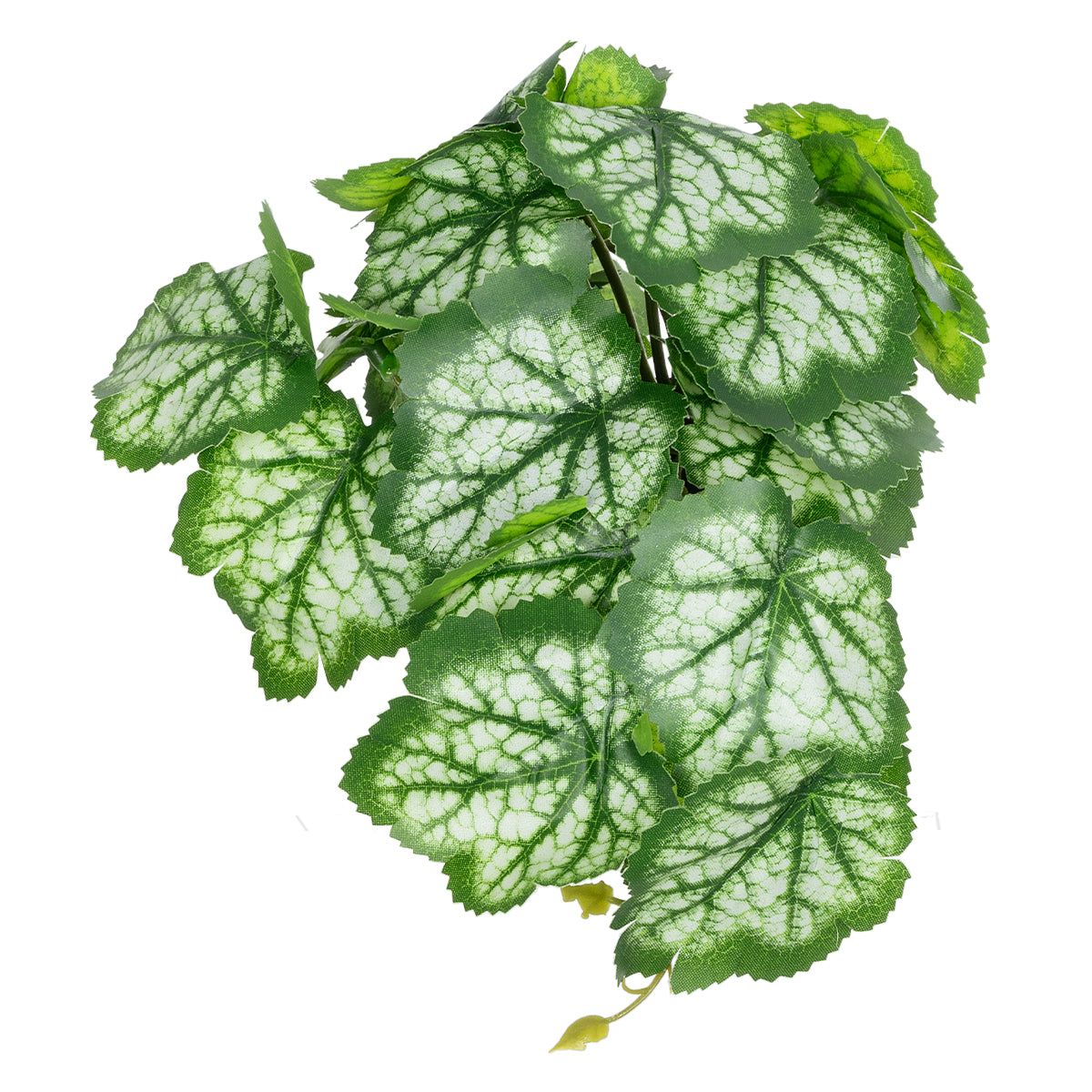 WHITE BEGONIA PLANT 20947 Διακοσμητικό Φυτό Λευκή Μπιγόνια Φ23 x Υ16cm