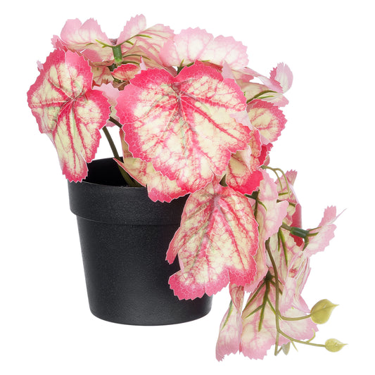 RED BEGONIA PLANT 20948 Διακοσμητικό Φυτό Κόκκινη Μπιγόνια Φ23 x Υ16cm