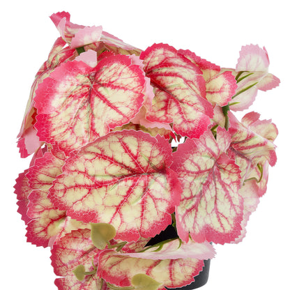 RED BEGONIA PLANT 20948 Διακοσμητικό Φυτό Κόκκινη Μπιγόνια Φ23 x Υ16cm