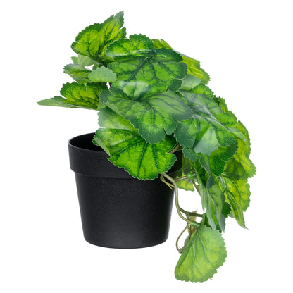 GREEN BEGONIA PLANT 20949 Διακοσμητικό Φυτό Πράσινη Μπιγόνια Φ23 x Υ16cm