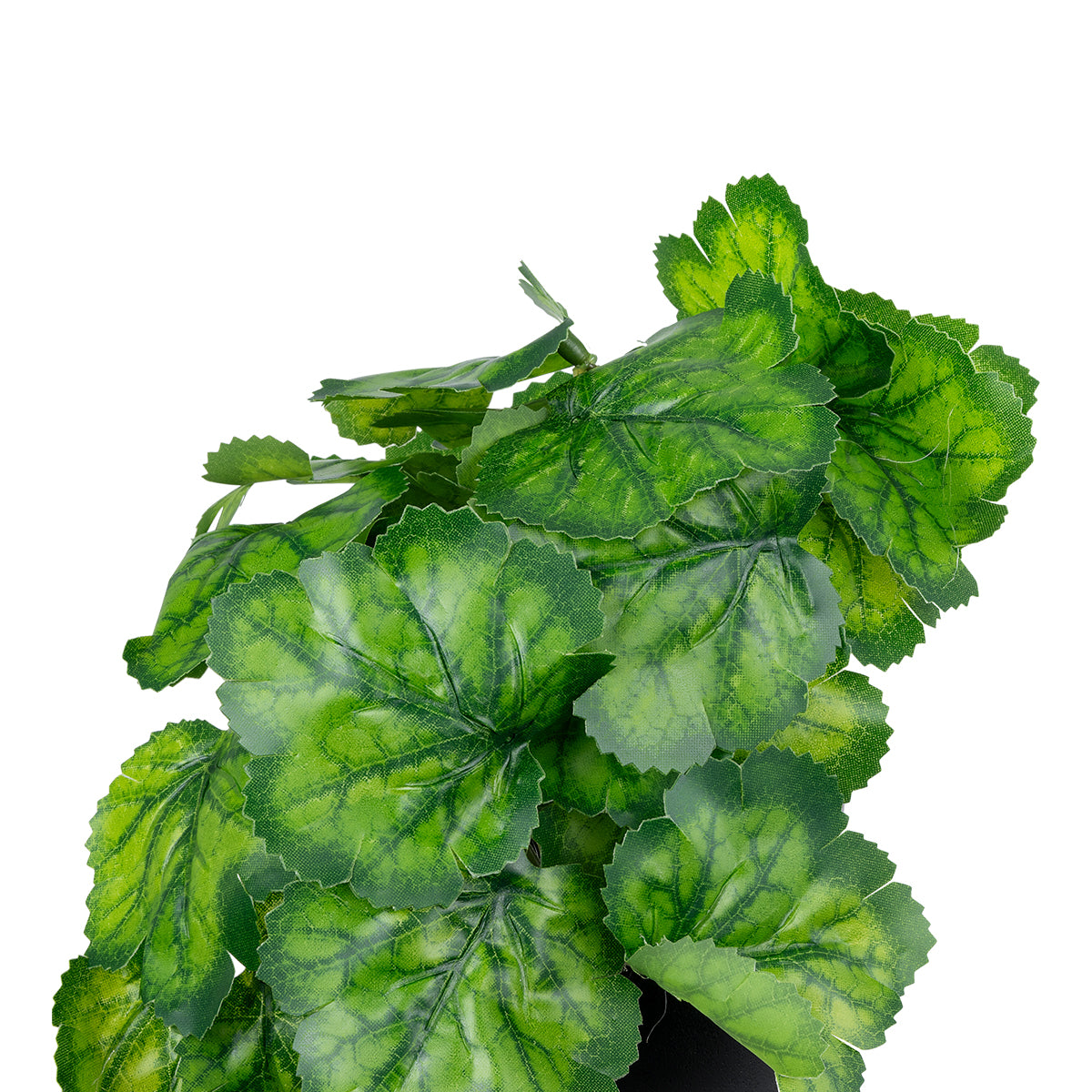 GREEN BEGONIA PLANT 20949 Διακοσμητικό Φυτό Πράσινη Μπιγόνια Φ23 x Υ16cm