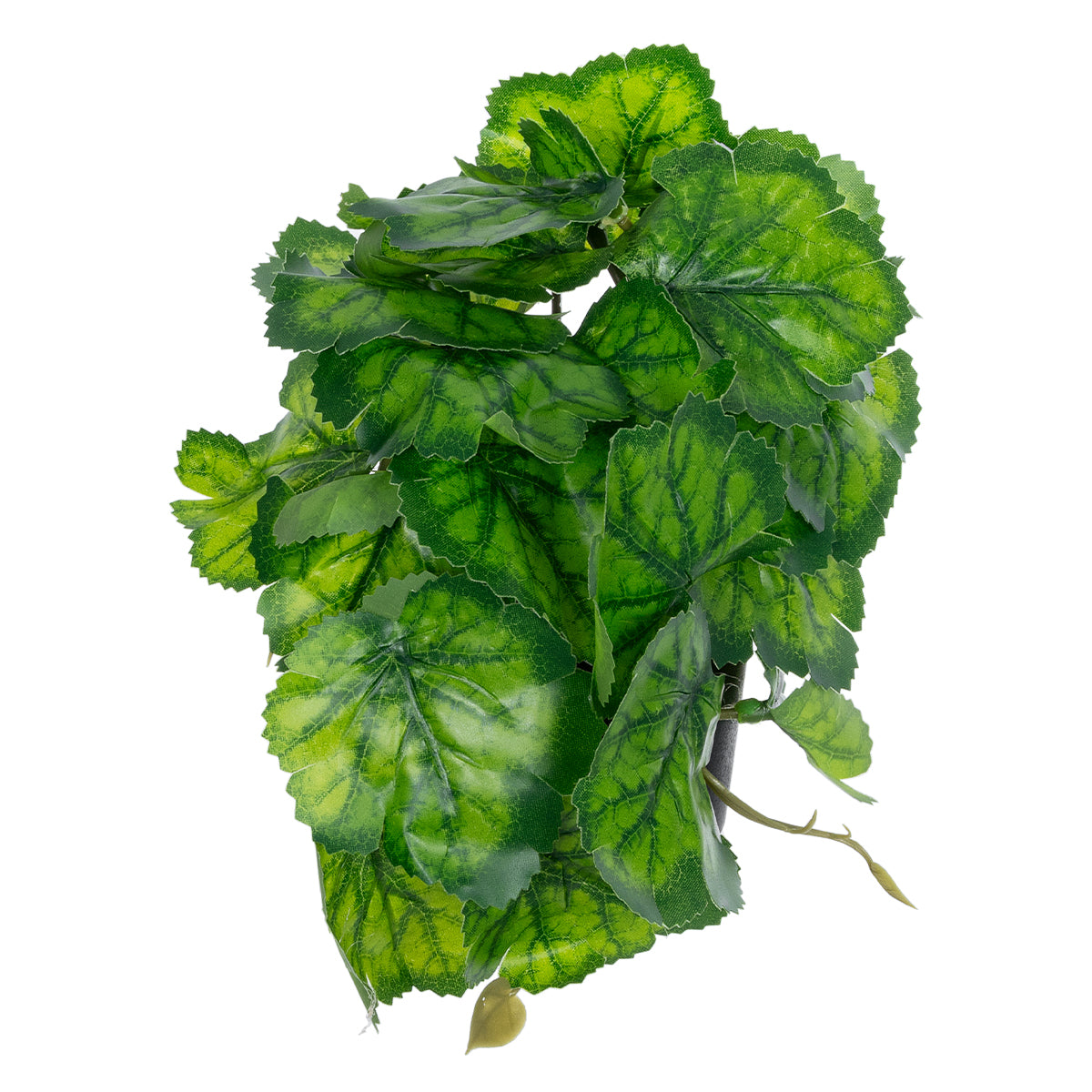 GREEN BEGONIA PLANT 20949 Διακοσμητικό Φυτό Πράσινη Μπιγόνια Φ23 x Υ16cm