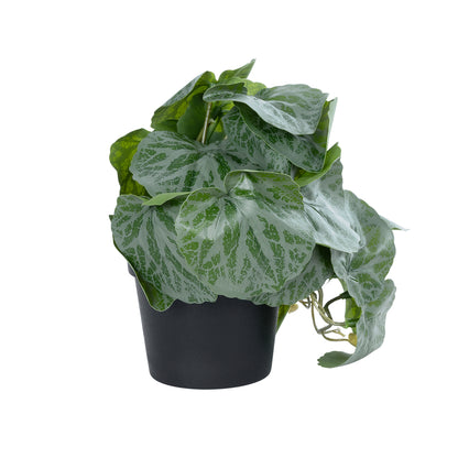 STRAWBERRY PLANT 20950 Διακοσμητικό Φυτό Φραουλιά Φ23 x Υ16cm