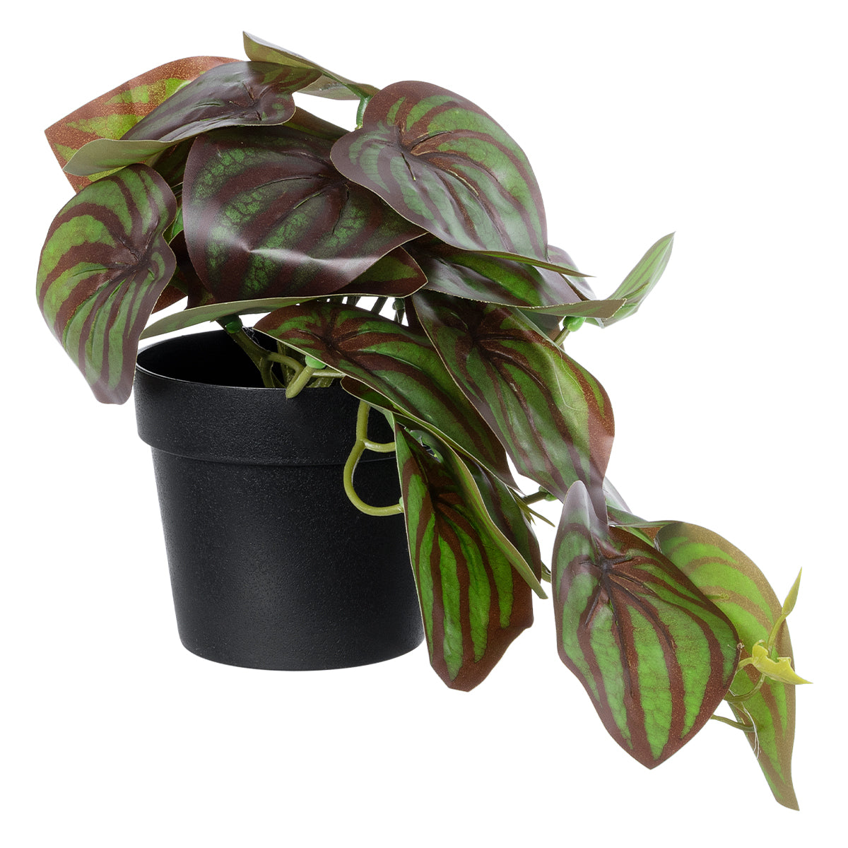 BROWN PEPEROMIA PLANT 20952 Διακοσμητικό Φυτό Καφέ Πεπερόμια Φ23 x Υ16cm