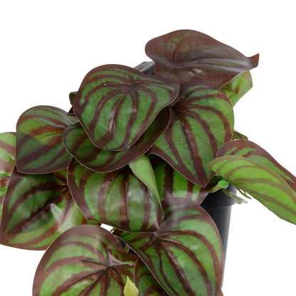 BROWN PEPEROMIA PLANT 20952 Διακοσμητικό Φυτό Καφέ Πεπερόμια Φ23 x Υ16cm