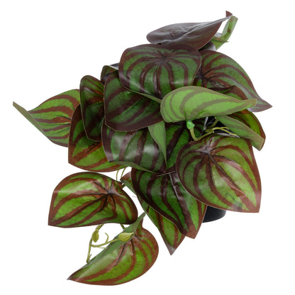 BROWN PEPEROMIA PLANT 20952 Διακοσμητικό Φυτό Καφέ Πεπερόμια Φ23 x Υ16cm