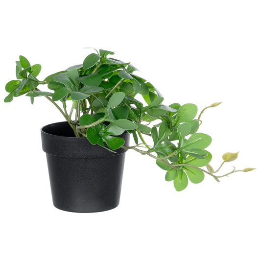 SCHEFFLERA PLANT 20954 Διακοσμητικό Φυτό Σεφλέρα Φ18 x Υ17cm