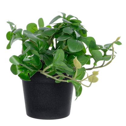 SCHEFFLERA PLANT 20954 Διακοσμητικό Φυτό Σεφλέρα Φ18 x Υ17cm