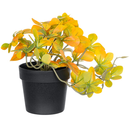 SCHEFFLERA MIX PLANT 20955 Διακοσμητικό Φυτό Σεφλέρα Φ20 x Υ18cm