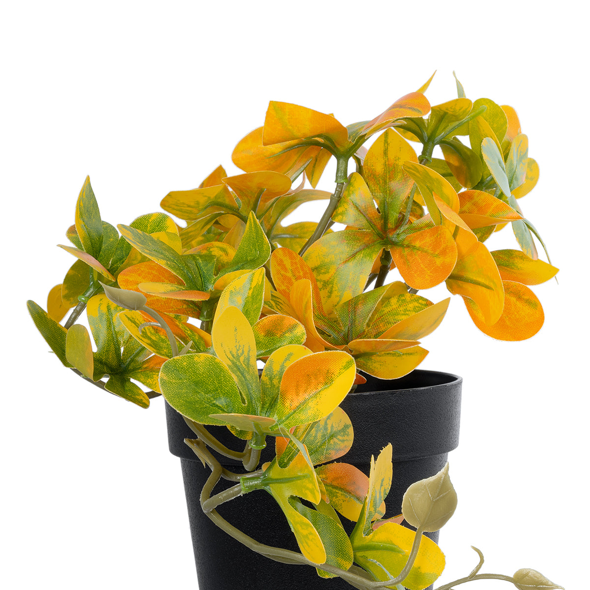 SCHEFFLERA MIX PLANT 20955 Διακοσμητικό Φυτό Σεφλέρα Φ20 x Υ18cm