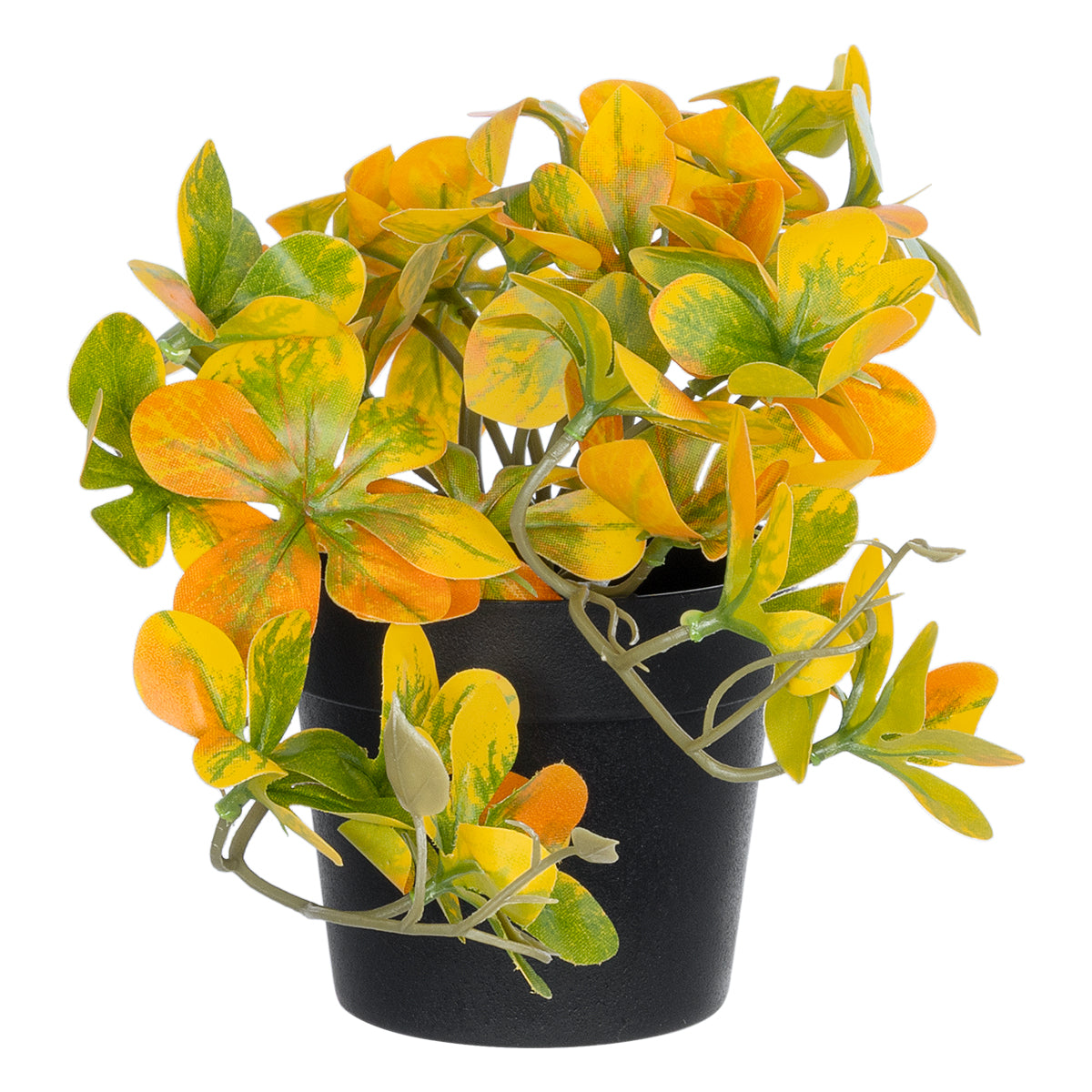 SCHEFFLERA MIX PLANT 20955 Διακοσμητικό Φυτό Σεφλέρα Φ20 x Υ18cm