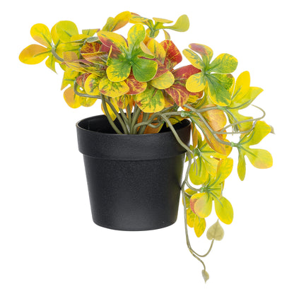 SCHEFFLERA MIX PLANT 20956 Διακοσμητικό Φυτό Σεφλέρα Φ20 x Υ18cm