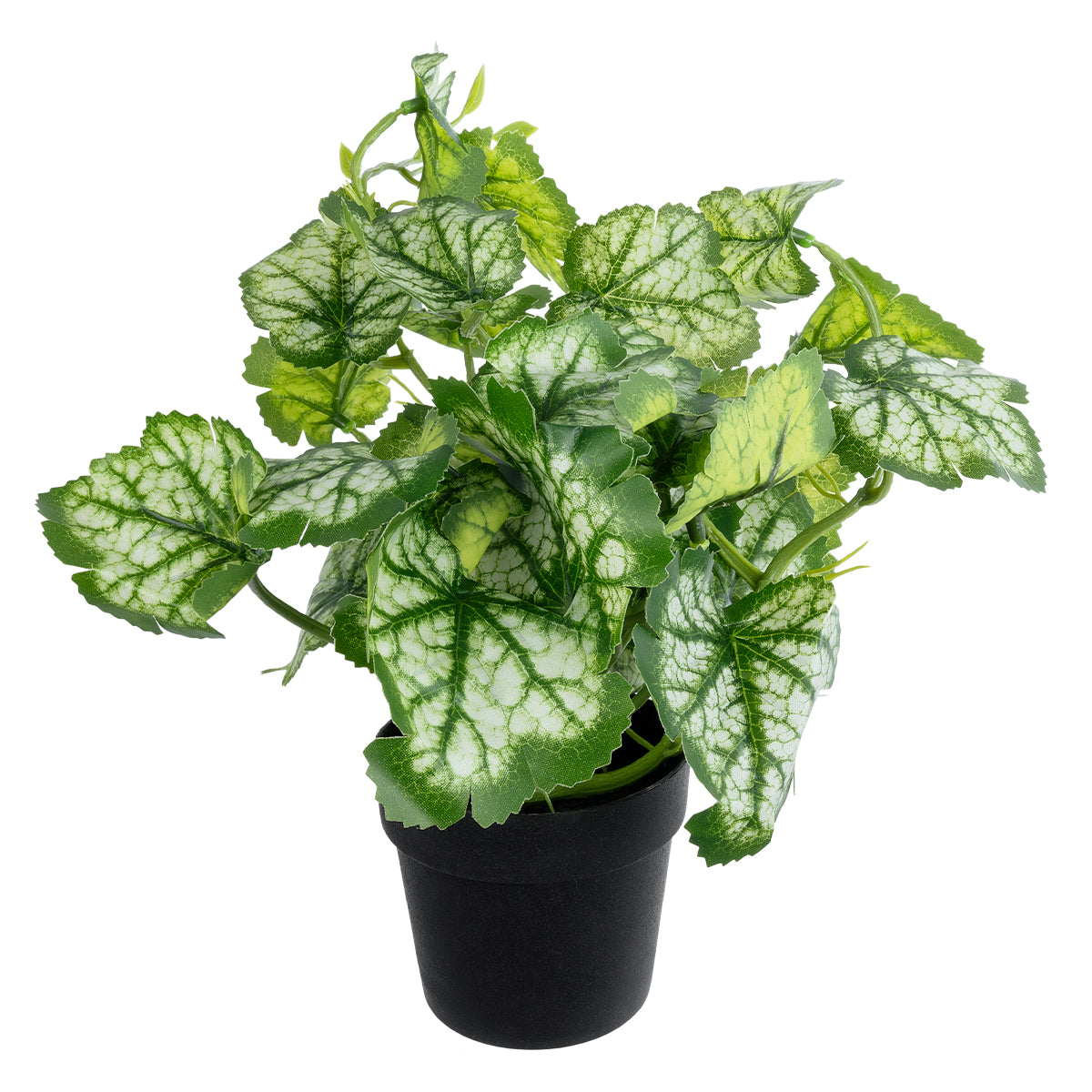 BEGONIA PLANT 20958 Διακοσμητικό Φυτό Βιγόνια Φ47 x Υ22cm