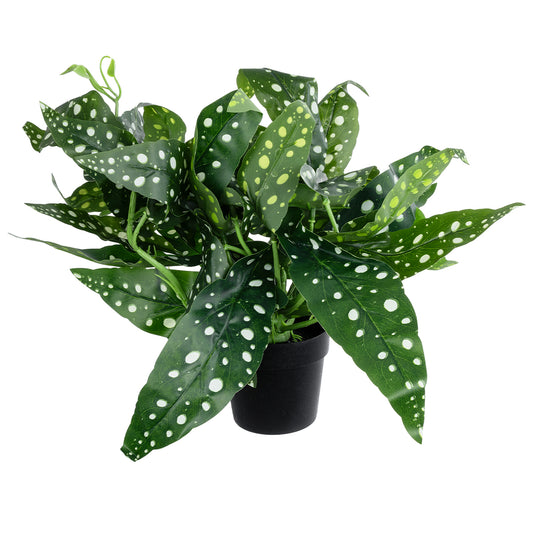 BEGONIA POLKA DOT PLANT 20959 Διακοσμητικό Φυτό Βιγόνια Φ50 x Υ22cm