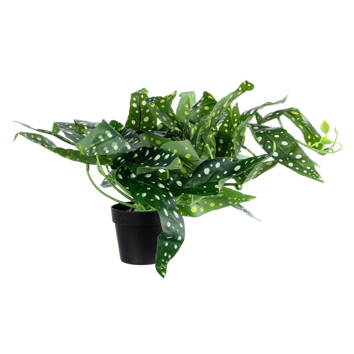 BEGONIA POLKA DOT PLANT 20959 Διακοσμητικό Φυτό Βιγόνια Φ50 x Υ22cm