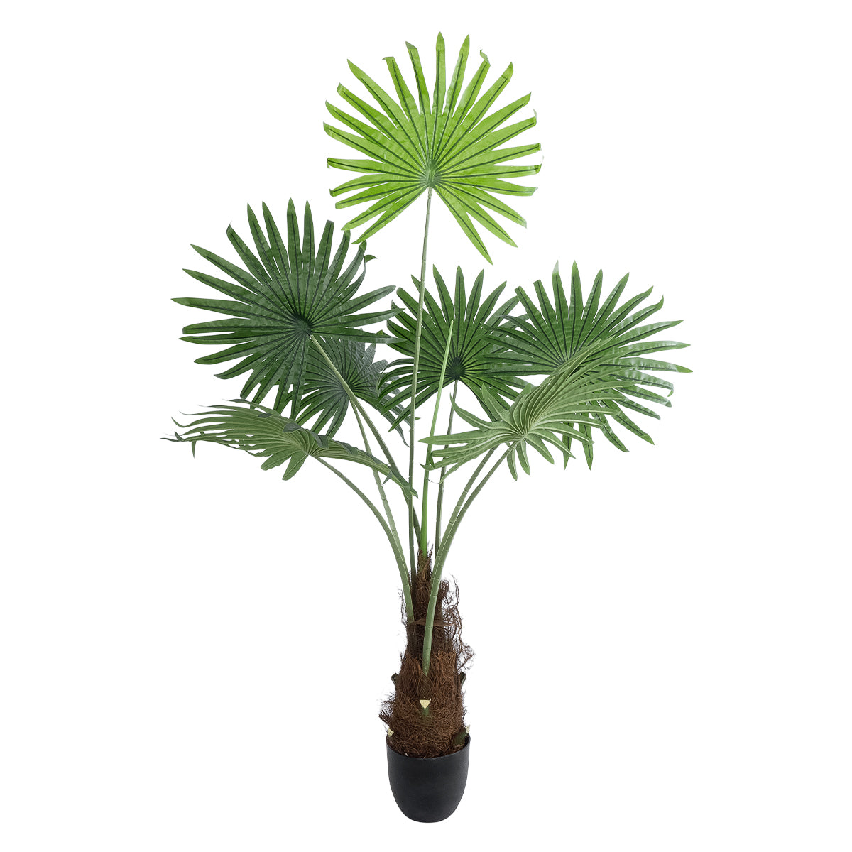 SERENOA PALM PLANT 20971 Διακοσμητικό Φυτό Φοίνικα Σερενόα Φ60 x Υ140cm