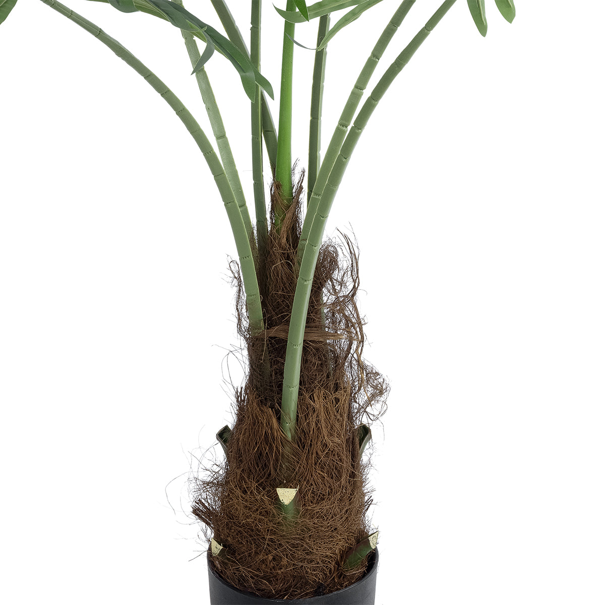 SERENOA PALM PLANT 20971 Διακοσμητικό Φυτό Φοίνικα Σερενόα Φ60 x Υ140cm