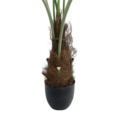 SERENOA PALM PLANT 20971 Διακοσμητικό Φυτό Φοίνικα Σερενόα Φ60 x Υ140cm