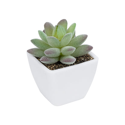 SUCCULENT SEDEVERIA POTTED PLANT 20975 Διακοσμητικό Φυτό Φοίνικα Σερενόα Φ7 x Υ8cm