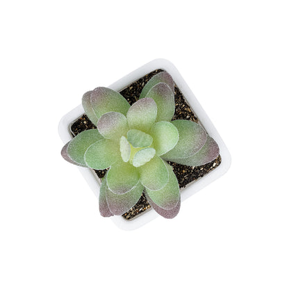 SUCCULENT SEDEVERIA POTTED PLANT 20975 Διακοσμητικό Φυτό Φοίνικα Σερενόα Φ7 x Υ8cm